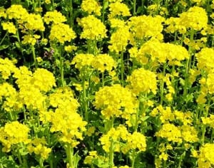 〝ヒアルロン酸超え〟の究極成分が登場!!