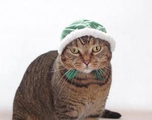 寒い季節は猫も暖かく…猫用「ほっかむり」カプセルトイに