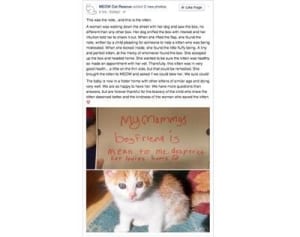 なぜ捨てられた？　子猫に添えられた悲しい手紙