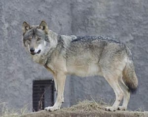 学んだことは「強さ」――。北海道でオオカミと暮らす夫婦