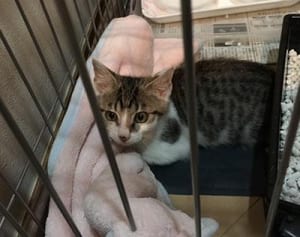 にゃうにゃう猫生相談「我が家に新しい猫…仲良くできるか心配にゃ！」