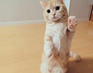 短い脚で立ち上がる“二足立ち猫”ぷーさんがインスタで大人気