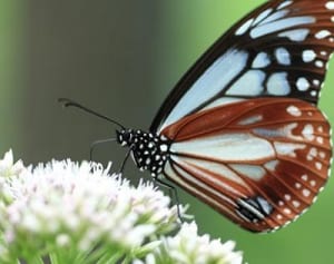 虫嫌いの心も動かすチョウ飼育キット「虫むこ」開発者の思い