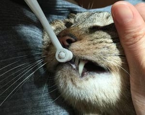 【にゃうにゃう猫生相談】「飼い主が歯磨きをしてくるのがいやニャ！」