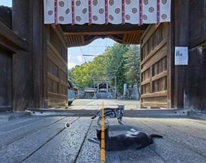 ねこ目線で尾道を旅するストリートビューサイトが誕生