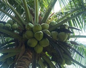 「７０代の母が杖なしに」“健康難民”がスリランカに殺到する理由