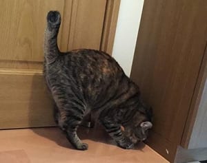 【にゃうにゃう猫生相談】「トイレで”大”をすることができない」