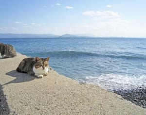 石巻市田代島「120匹の猫の島」に通い続けるドイツ人医師の思い