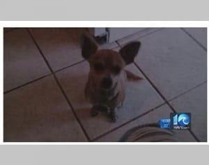 ペットを殺処分された家族、11億円の損害賠償求め動物愛護団体を告訴