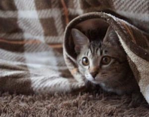 この冬活躍！こたつにセットする“猫用トンネル”