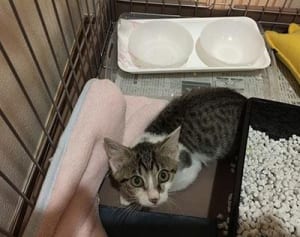 にゃうにゃう猫生相談「ケージ飼いってどうなの？」