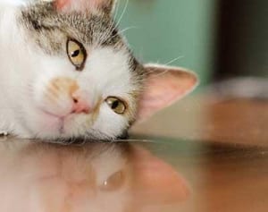 人間同士も仲良くなれる！ねこ専用アパートが人気