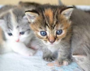 風間俊介「現場では“ねこ使い”と呼ばれました」