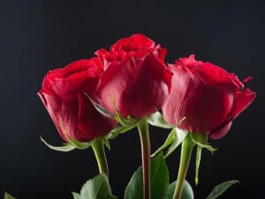 異常性が面白い！昼ドラ『新・牡丹と薔薇』に５のツッコミ