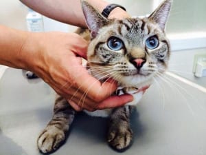 にゃうにゃう猫生相談「動物病院へ行くタイミングは？」