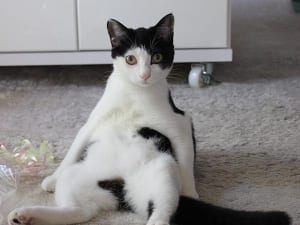 ‘16年“ねこブーム”大予想（１）「おじさん座り」大流行！