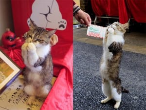 ‘16年“ねこブーム”大予想（２）「スピねこ」が次は10億円を!?