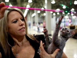 猟犬のように忠実！ねこの常識を覆す新種「ライコイ」の魅力