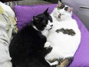 ‘16年“ねこブーム”大予想（３）ねこの不思議な力で地震予知が可能に!?