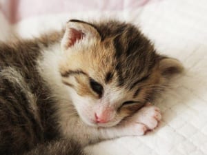 風間俊介が驚いた“ねこ俳優”たちの奇跡の演技力