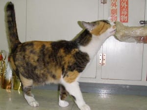 今週のにゃうにゃう猫生相談「ヒモを飲んじゃった！」