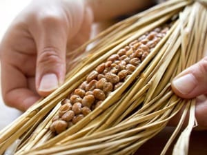 納豆の“若返り力”を強力サポートする野菜って？