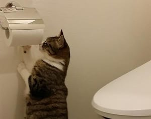 「ねこのウンチはトイレに流すな！」は本当？　専門家に聞く