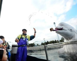 【動画】福呼ぶシロイルカ　八景島で７日まで