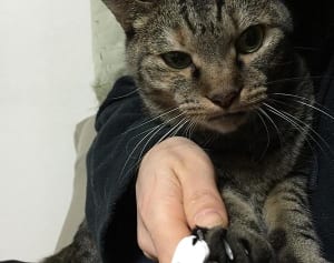 今週のにゃうにゃう猫生相談「ドライフードが食べたいにゃ！」