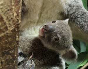 コアラの名前は「ハヤト」　横浜・金沢動物園