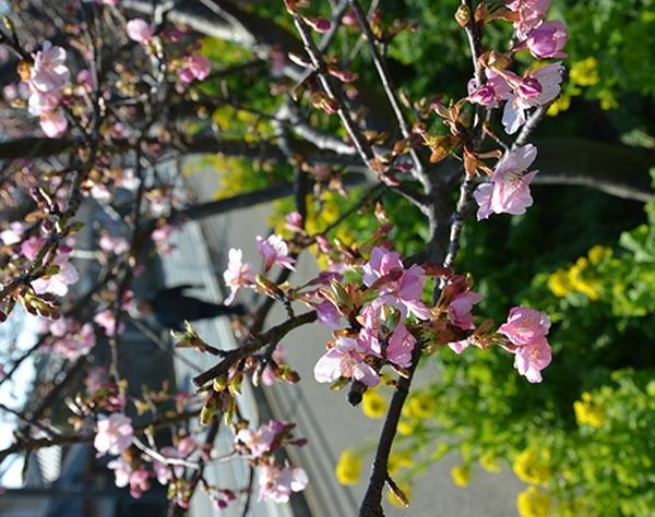 菜の花と桜が競演　１３日から三浦海岸桜祭り