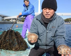 横浜産ホタテの味上々　１３日に刺し身や網焼き