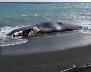 クジラの死骸漂着　小田原、高速艇に衝突？