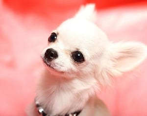 「ワンちゃんが喜ぶ注目グッズ」ランキング