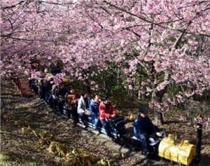 “桜のトンネル”満喫　松田でまつり