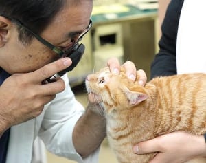 今週のにゃうにゃう猫生相談「病院が嫌いだニャ！」