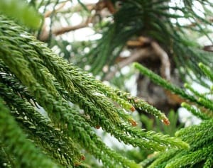 今年の花粉症 PM2.5 と黄砂のトリプルパンチの可能性