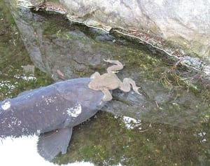 コイかなうまで　厚木で珍現象