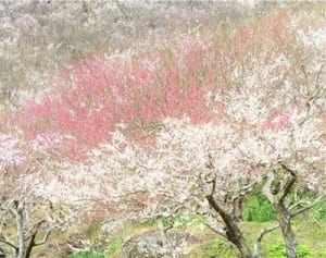 艶やか紅白4000本　湯河原梅林で見ごろ