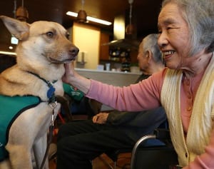 あれから5年…いまを生きる“福島の被災犬”が伝えてくれること