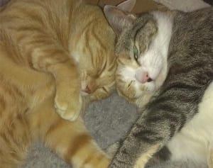 ねこ自身”奇跡の1枚“写真大賞「心が温か〜くなるで賞」編