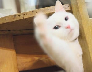 ねこ自身”奇跡の1枚“写真大賞「『今、助ける！』で賞」編