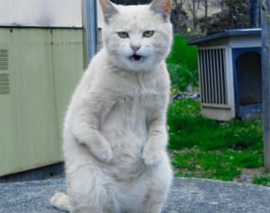 ねこ自身”奇跡の1枚“写真大賞「ヤンキーで賞」編