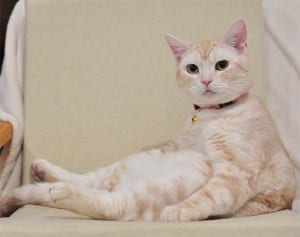 ねこ自身”奇跡の1枚“写真大賞「変な座り方で賞」編