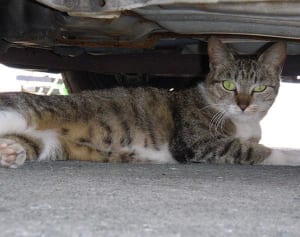 猫のための注意喚起“猫バンバン”って何？