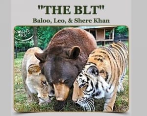 仲の良すぎるクマ、ライオン、トラ──その悲しい過去とは