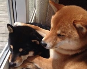 Instagramで人気の“柴スタグラム”がかわいすぎる！