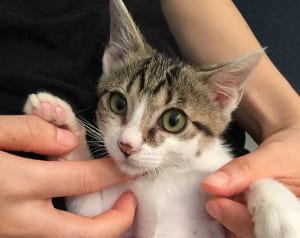 今週のにゃうにゃう猫生相談「健康でも病院行かなきゃいけにゃい？」