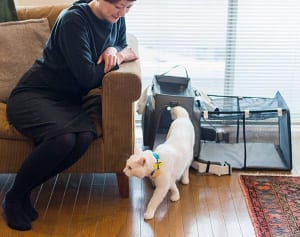 猫と避難するためのアイデアが満載のキャリーが誕生