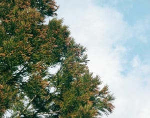 「アレルゲンを減らせば花粉症は楽になる」と専門家